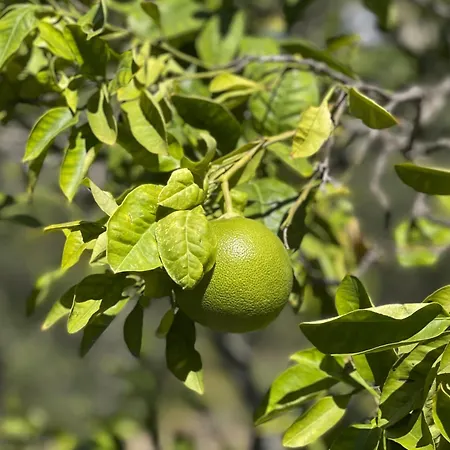 منزل للإقامة Casa Estrela *