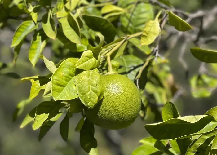 ホームステイ Casa Estrela *